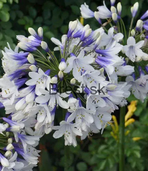 Agapanthus 'Twister'